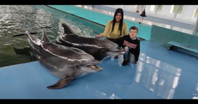 Экскурсии в Дельфинарий в Коктебеле из Керчи 2024